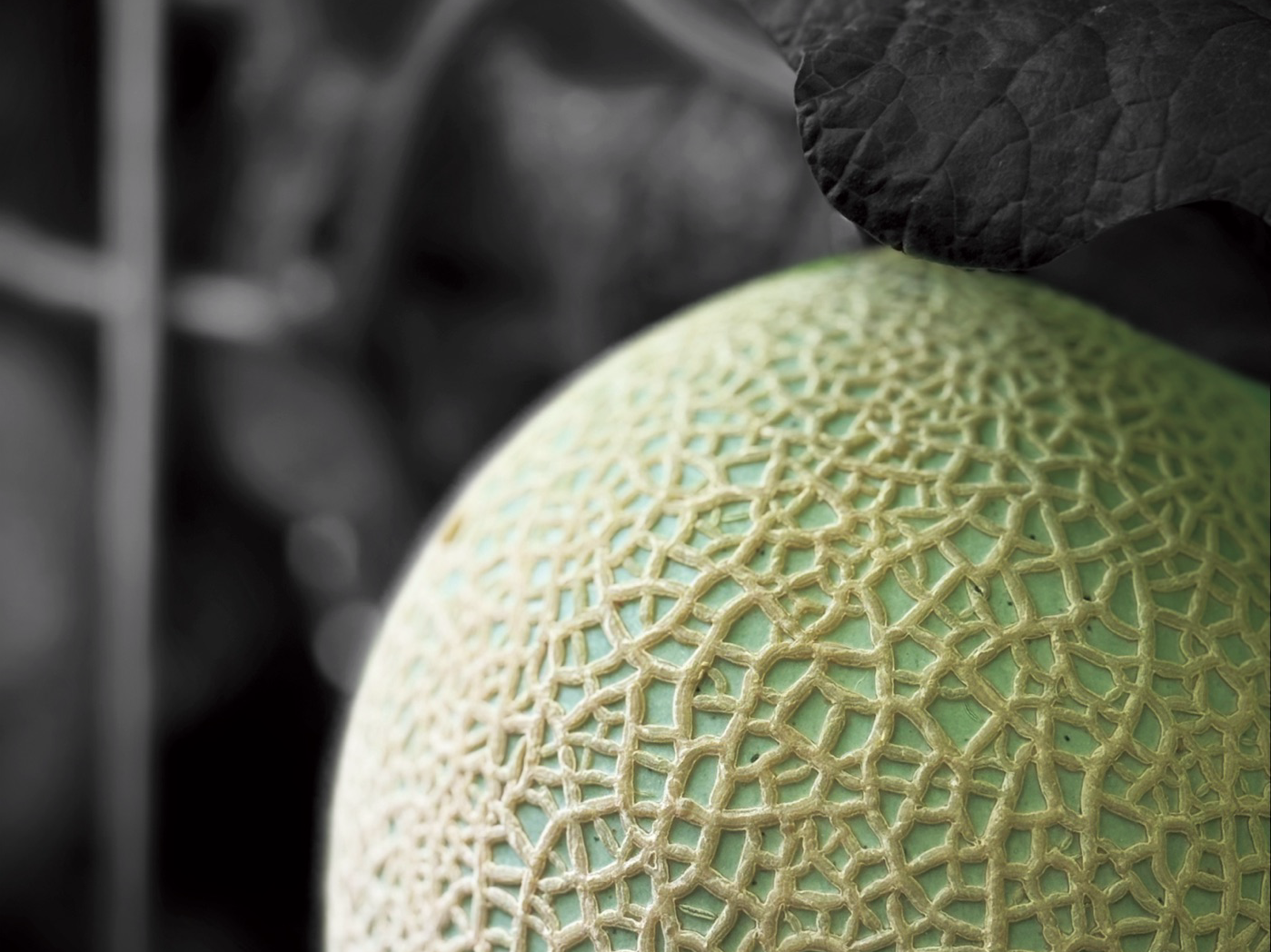 Close-up of the Crown Melon's intricate netting pattern
