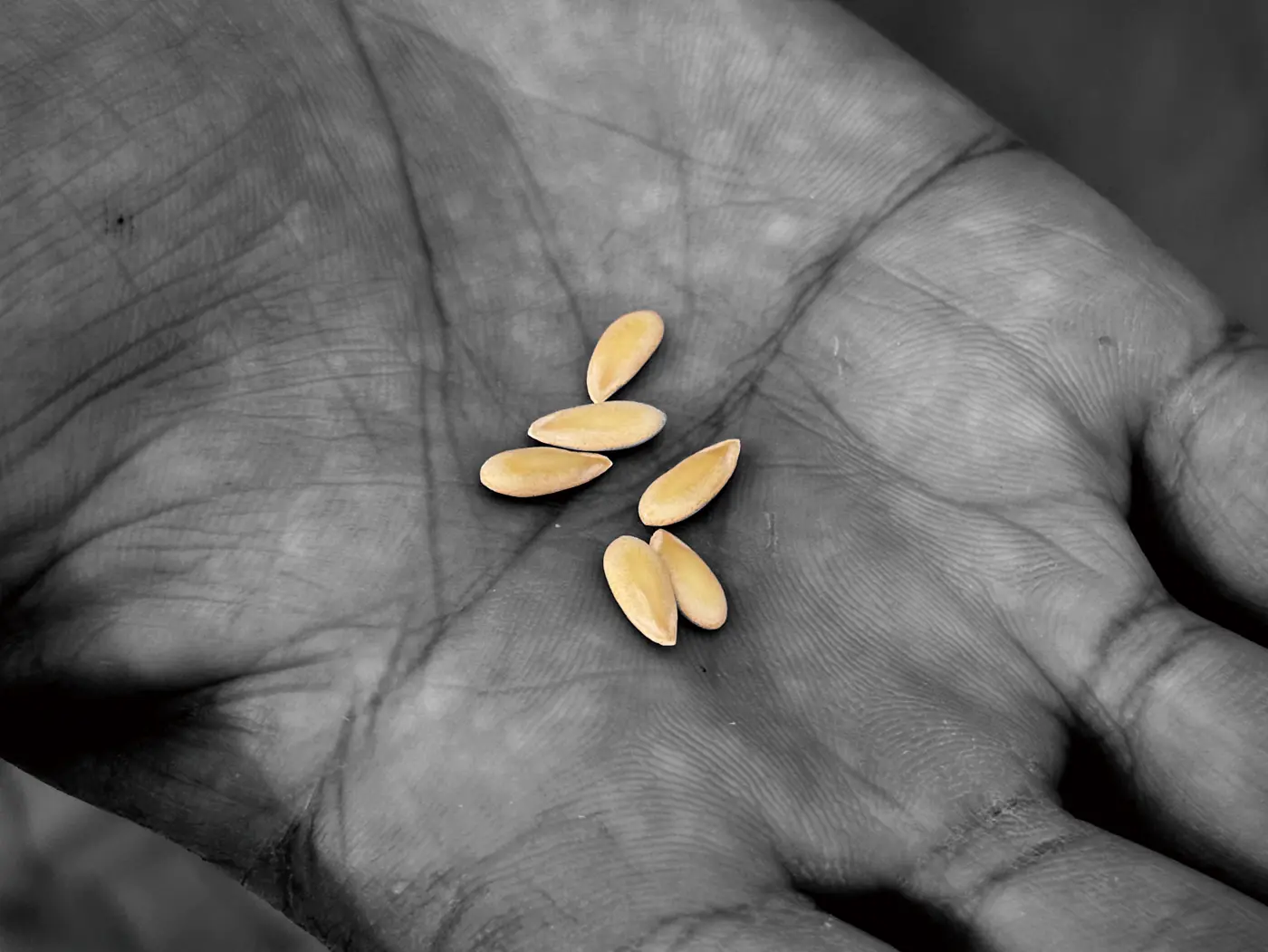 Melon seeds resting in a grower's palm