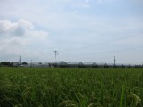 株式会社中條メロン　　中條　友貴
